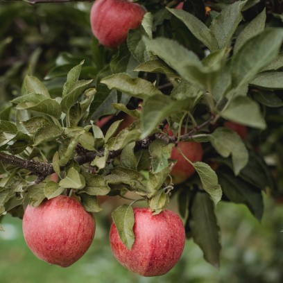 distiller mes fruits_normandie_spiritueux